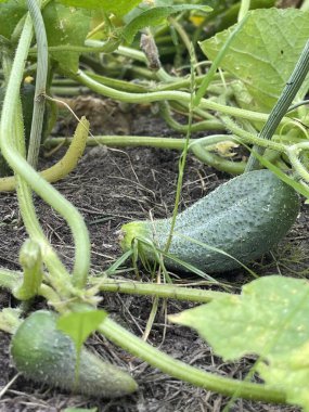Bahçede salatalık yetiştirmek, sivilceli yeşil sebzeler
