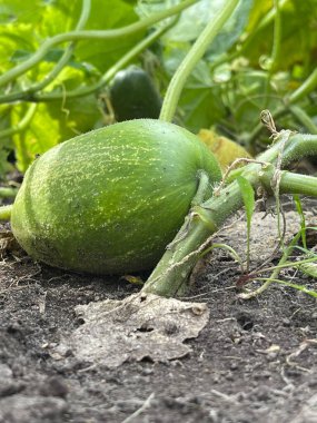 Bahçede salatalık yetiştirmek, sivilceli yeşil sebzeler