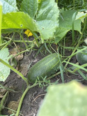 Bahçede salatalık yetiştirmek, sivilceli yeşil sebzeler