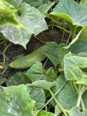 Bahçede salatalık yetiştirmek, sivilceli yeşil sebzeler