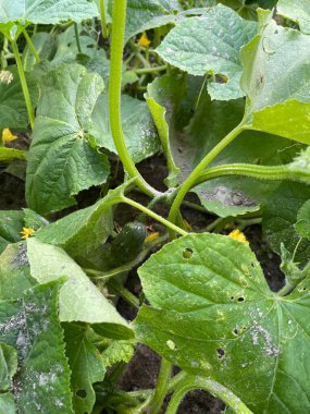 Bahçede salatalık yetiştirmek, sivilceli yeşil sebzeler