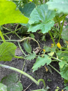 Bahçede salatalık yetiştirmek, sivilceli yeşil sebzeler