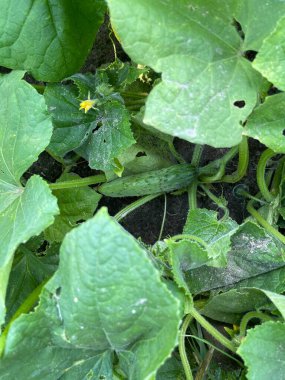 Bahçede salatalık yetiştirmek, sivilceli yeşil sebzeler