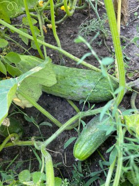 Bahçede salatalık yetiştirmek, sivilceli yeşil sebzeler