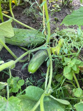 Bahçede salatalık yetiştirmek, sivilceli yeşil sebzeler