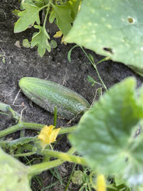 Bahçede salatalık yetiştirmek, sivilceli yeşil sebzeler