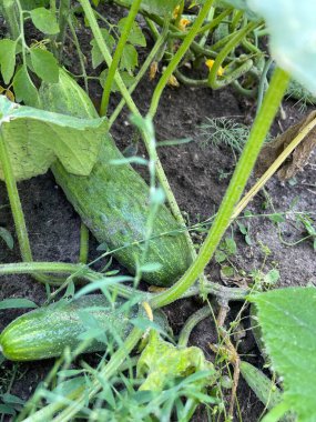 Bahçede salatalık yetiştirmek, sivilceli yeşil sebzeler