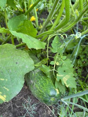 Bahçede salatalık yetiştirmek, sivilceli yeşil sebzeler