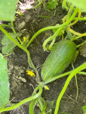 Bahçede salatalık yetiştirmek, sivilceli yeşil sebzeler