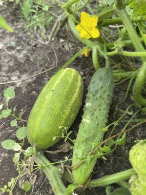 Bahçede salatalık yetiştirmek, sivilceli yeşil sebzeler
