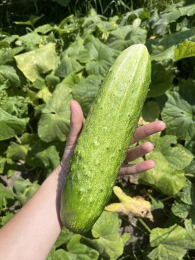 Bahçede salatalık yetiştirmek, sivilceli yeşil sebzeler