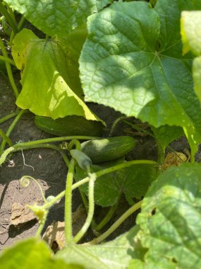 Bahçede salatalık yetiştirmek, sivilceli yeşil sebzeler