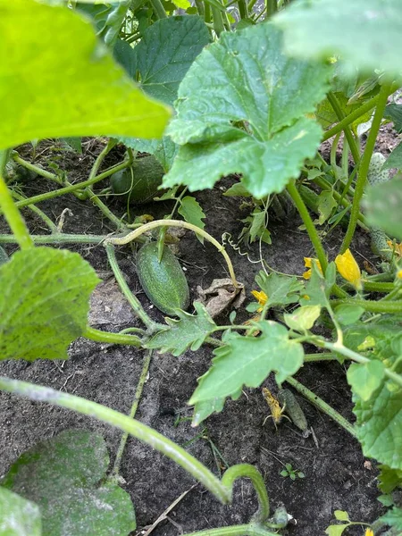 Bahçede salatalık yetiştirmek, sivilceli yeşil sebzeler