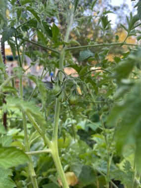 Domateslerin sebze bahçesinde yetişmesi, yeşil domateslerin çalılarda sallanması