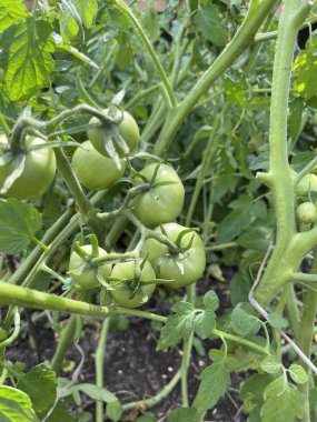 Domateslerin sebze bahçesinde yetişmesi, yeşil domateslerin çalılarda sallanması