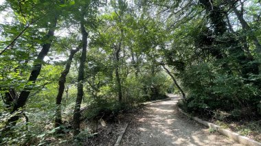 Park alanı büyük yeşil bitkiler, çalılar ve ağaçlar yaz manzarası