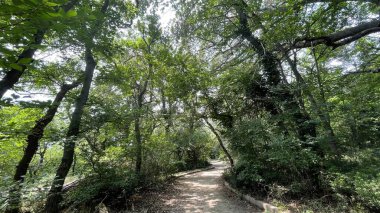 Park alanı büyük yeşil bitkiler, çalılar ve ağaçlar yaz manzarası