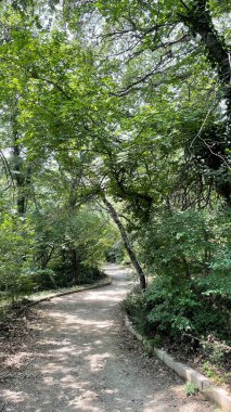 Park alanı büyük yeşil bitkiler, çalılar ve ağaçlar yaz manzarası