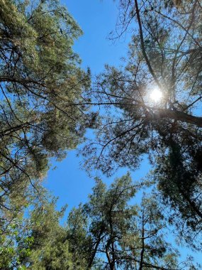 Park alanı büyük yeşil bitkiler, çalılar ve ağaçlar yaz manzarası