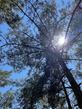 Park alanı büyük yeşil bitkiler, çalılar ve ağaçlar yaz manzarası