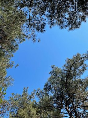 Park alanı büyük yeşil bitkiler, çalılar ve ağaçlar yaz manzarası