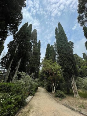 Park alanı büyük yeşil bitkiler, çalılar ve ağaçlar