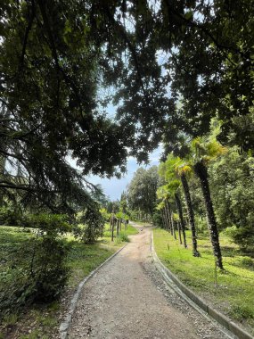 Park alanı büyük yeşil bitkiler, çalılar ve ağaçlar