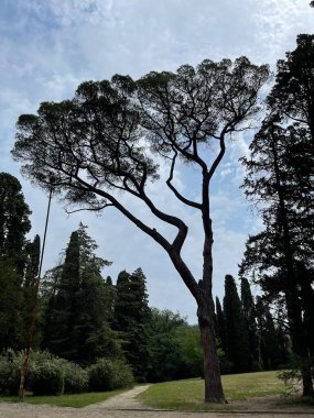 Park alanı büyük yeşil bitkiler, çalılar ve ağaçlar