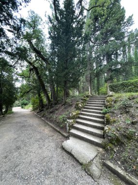 Park alanı büyük yeşil bitkiler, çalılar ve ağaçlar