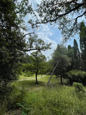 Park alanı büyük yeşil bitkiler, çalılar ve ağaçlar