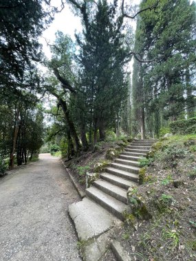 Park alanı büyük yeşil bitkiler, çalılar ve ağaçlar