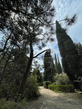Park alanı büyük yeşil bitkiler, çalılar ve ağaçlar