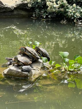 Park alanı büyük yeşil bitkiler, çalılar ve ağaçlar