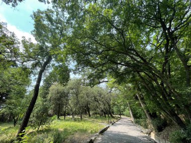 Park alanı büyük yeşil bitkiler, çalılar ve ağaçlar