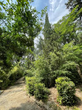 Park alanı büyük yeşil bitkiler, çalılar ve ağaçlar