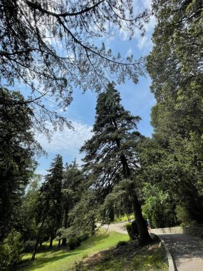 Park alanı büyük yeşil bitkiler, çalılar ve ağaçlar