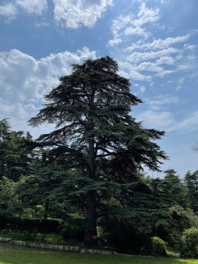 Park alanı büyük yeşil bitkiler, çalılar ve ağaçlar