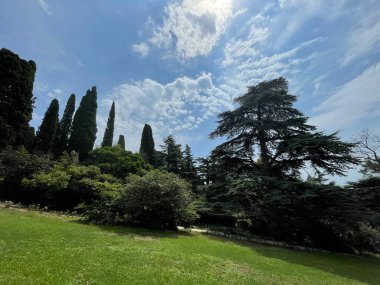 Park alanı büyük yeşil bitkiler, çalılar ve ağaçlar