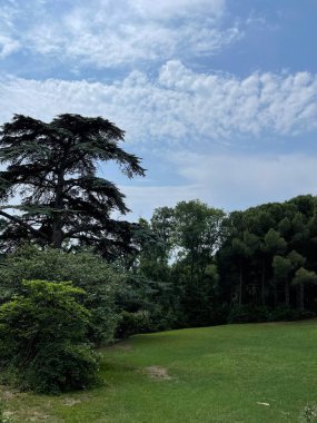 Park alanı büyük yeşil bitkiler, çalılar ve ağaçlar