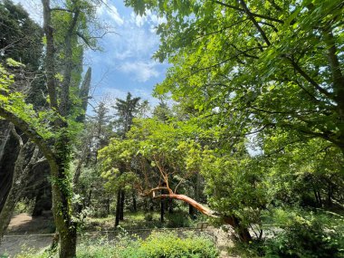 Park alanı büyük yeşil bitkiler, çalılar ve ağaçlar