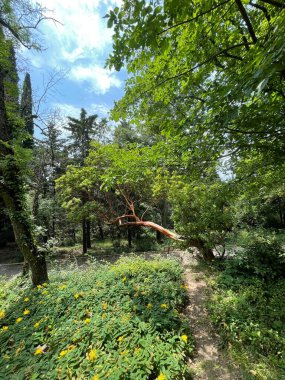 Park alanı büyük yeşil bitkiler, çalılar ve ağaçlar