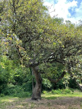 Park alanı büyük yeşil bitkiler, çalılar ve ağaçlar