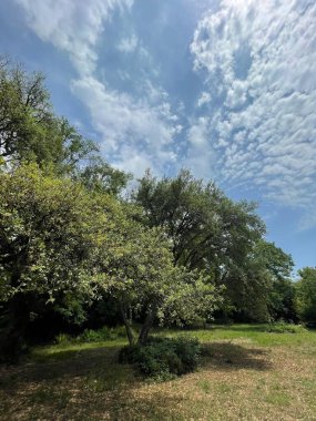 Park alanı büyük yeşil bitkiler, çalılar ve ağaçlar