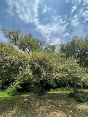 Park alanı büyük yeşil bitkiler, çalılar ve ağaçlar