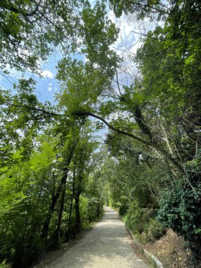 Park alanı büyük yeşil bitkiler, çalılar ve ağaçlar