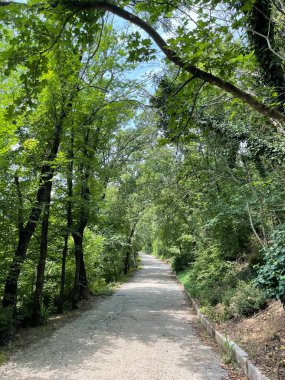 Park alanı büyük yeşil bitkiler, çalılar ve ağaçlar