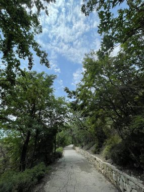 Park alanı büyük yeşil bitkiler, çalılar ve ağaçlar