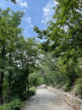 Park alanı büyük yeşil bitkiler, çalılar ve ağaçlar