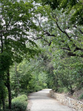 Park alanı büyük yeşil bitkiler, çalılar ve ağaçlar