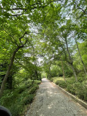 Park alanı büyük yeşil bitkiler, çalılar ve ağaçlar